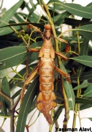 Female spiny leaf insect (Extatosoma tiaratum)