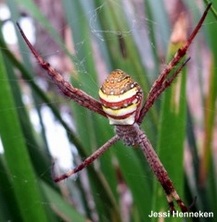 Does diet influence web-based pheromones in Argiope?